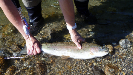 Nice rainbow trout