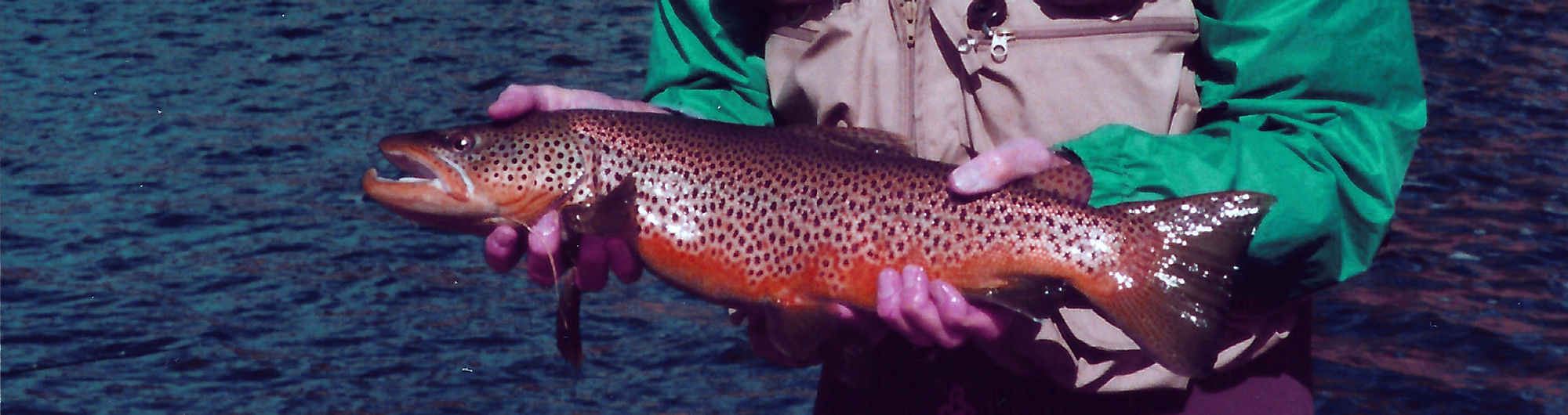 Brown Trout - Madison River 1992