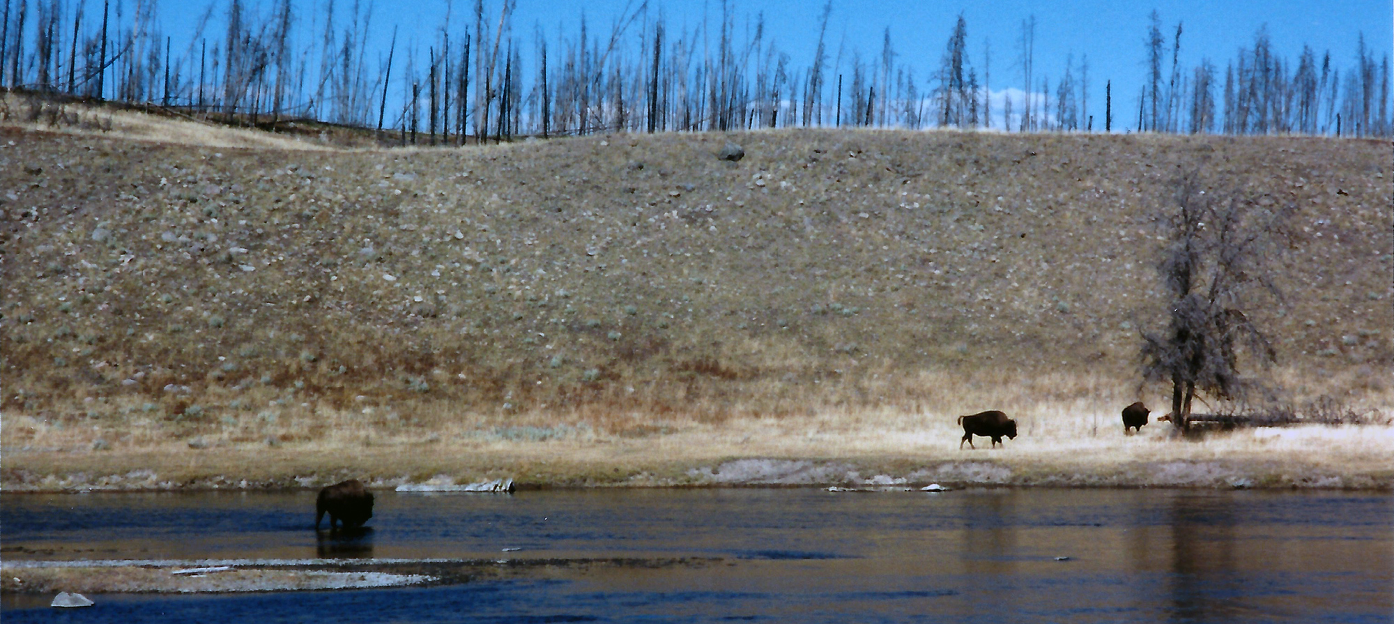 Buffalos in the Madison River